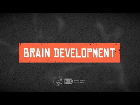 Teen Brain Development