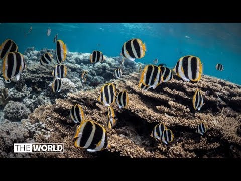 How effective is Palau&#039;s marine sanctuary? | The World