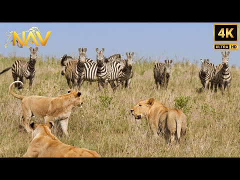 Wildlife Battlefield – Terrifying Real Hunts Across Africa’s Savannah | Wild Animal Documentary